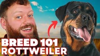 Rottweiler Breed 101 Everything You Need To Know [upl. by Jer113]