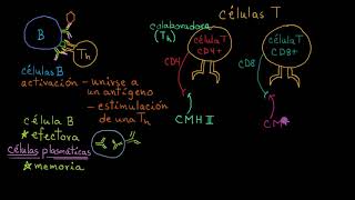 Repaso de células B células T CD4 y células T CD8  Khan Academy en Español [upl. by Llerrud501]