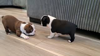 Adorable Boston Terrier Puppies 5 weeks old [upl. by Dohsar]