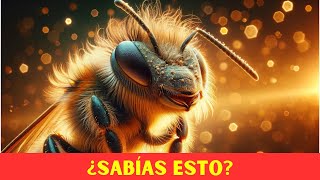 5 CURIOSIDADES de las Abejas sorprendente interesante curioso [upl. by Odille]