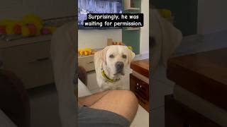 Surprisingly he was waiting for permission 🐶🐾❤️ lablove labradoruniverse cuteanimal pawlove [upl. by Senior]