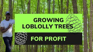 Growing Loblolly Pine Trees For Profit [upl. by Clareta166]