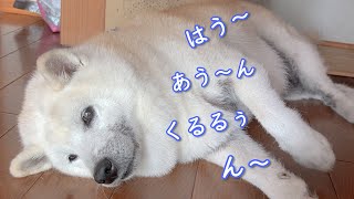 完全復活したおしゃべり柴犬＆爆笑を生むサモエド [upl. by Berkin853]