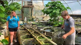 Fish Breeding Colony Processing amp Setup • Start to Finish • [upl. by Lennox]