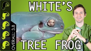 Whites Tree Frog The Best Pet Amphibian [upl. by Gnaoh86]