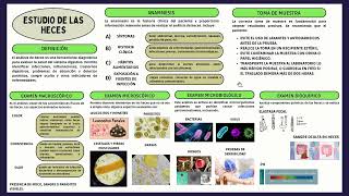 estudio de heces [upl. by Lunseth]