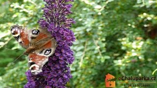 Jak pěstovat motýlí keř Komule Davidova Buddleia Davidii [upl. by Krenek733]