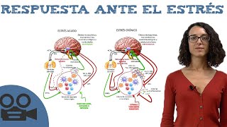 Estres 1 Causas y consecuencias  En forma [upl. by Daniels]