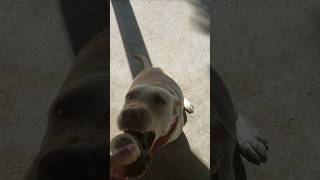 LABRADOR RETRIEVER PUPPY TRIES A STEAK youtubeshorts shorts [upl. by Ahsinahs]