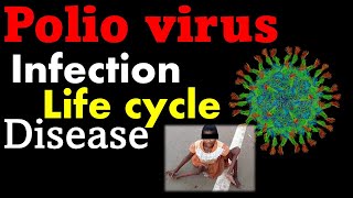 Polio virus life cycle explained [upl. by Yelekalb]