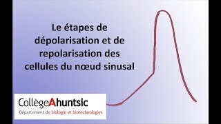 Le coeur La dépolarisation du noeud sinusal [upl. by Anan162]