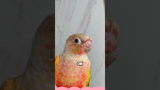 Parrot with beak accidentally caught in door shortvideo animals healing pets birds love [upl. by Burkitt]