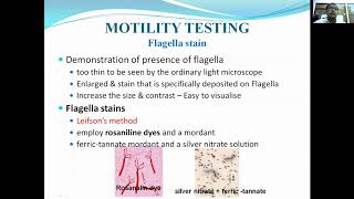 Bacterial Motility [upl. by Atiuqiram948]