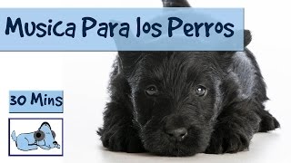 Musica para relajar a tu perro estresado Musicoterapia para perros [upl. by Hserus]