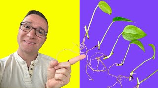 Pothos Propagation Easiest way to a FULL PLANT from SCRATCH [upl. by Kelly]