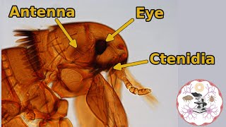 Microscopic Flea Anatomy [upl. by Leba]