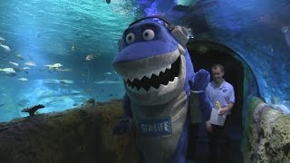 Inside Sea Life Aquarium Orlando at IDrive 360 [upl. by Sisco]