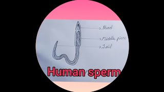 Class 8 biology Human sperm [upl. by Schoenberg]