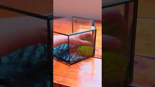 hexagonal moss wall insect terrarium DIY tutorial terrariums insects [upl. by Mora]