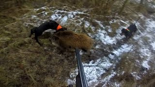 Gończy polski  polowanie  akcja Dzik   wild boar hunting [upl. by Dobb]