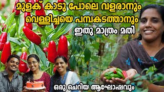 മുളകിലെ വെള്ളിച്ചയെ പമ്പകടത്താം  Mulaku Krishi  Green Chilli Farming in Malayalam [upl. by Laurentium]