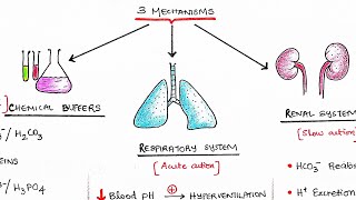 ACIDBASE BALANCE  Metabolism  Homeostasis  General Medicine  Physiology [upl. by Adelaide]