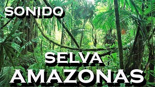 SONIDOde selva AMAZONAS [upl. by Oirram]