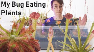 My Entire Carnivorous Plant Collection  Sundew Sarracenia and Fly Traps [upl. by Alocin]