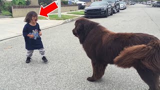 Boy Yells At Dog – Watch What the Dog Does Next [upl. by Ikairik590]