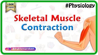 Skeletal Muscle Tissue Contraction Sarcomere Myofibril Anatomy Myology [upl. by Gradey]