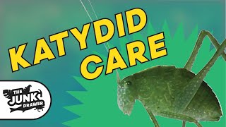 Pet Katydid  Facts and Care [upl. by Anirehs268]