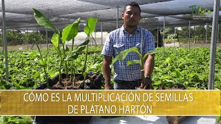 Como es la multiplicacion de semillas de platano harton  TvAgro por Juan Gonzalo Angel Restrepo [upl. by Zebedee]