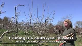 Pruning Apple Trees How and When For Both Old And Young Trees [upl. by Girhiny]