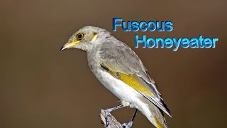 Fuscous Honeyeater [upl. by Childers]