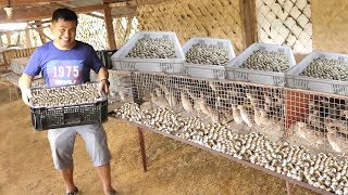 QUAIL FARMING Producing and collecting THOUSANDS of eggs everyday [upl. by Richer350]