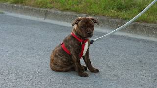 Eduquer votre Staffie  apprentissage de la laisse en 4 étapes [upl. by Wynnie]