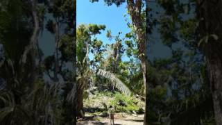 Howler Monkey Lamanai Mayan Ruins Belize Central America [upl. by Nelleus901]