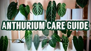 A Comprehensive Anthurium Care Guide [upl. by Enohpesrep211]