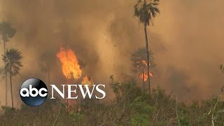 Amazon rainforest on fire ‘Lungs of the world’ in flames l Nightline [upl. by Aydne]