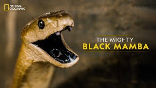 The Mighty Black Mamba  Legends of Venom  हिन्दी  National Geographic [upl. by Weisbrodt17]