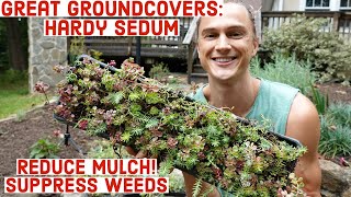 Great Groundcovers Hardy Sedum Stonecrop Reduce Mulch amp Suppress Weeds [upl. by Charlean]