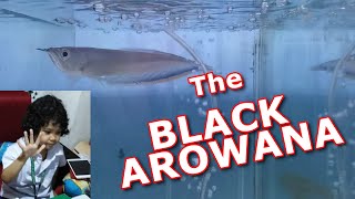 THE BLACK AROWANA  AMAZING FISH [upl. by Aldwin]