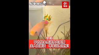 罕見！曱甴騎金魚潛水片瘋傳 主人超崩潰 專家話有得解！ [upl. by Hilliary998]