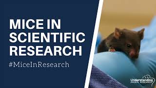 Mice in scientific research [upl. by Ermeena]