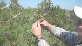 NC State Cooperative Tree Improvement ProgramLoblolly Pine Topgrafting [upl. by April]