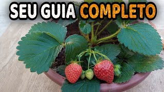 Como Plantar Morangos  Dicas de Cultivo GUIA COMPLETO [upl. by Barram]