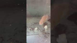 Feeding egg to my Oscar fish viralvideo shorts [upl. by Marlon]