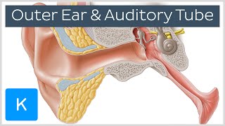 Ear Anatomy Outer Ear and Auditory Tube preview  Human Anatomy  Kenhub [upl. by Artenal]