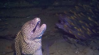 Moray Eel Launches Surprise Attack On Diver [upl. by Kevin250]