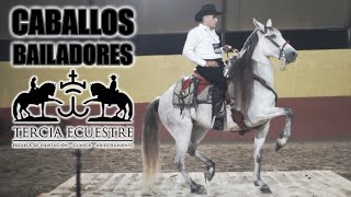 🏆 CONCURSO DE CABALLOS BAILADORES  TERCIA ECUESTRE Parte 1 [upl. by Seumas]